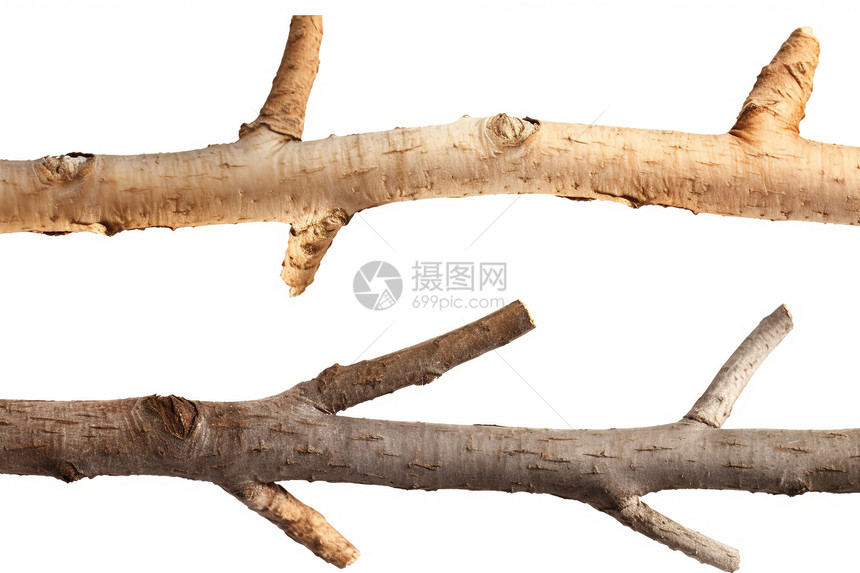 白色背景中的木材树枝图片