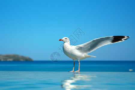 海边美丽的海鸥图片