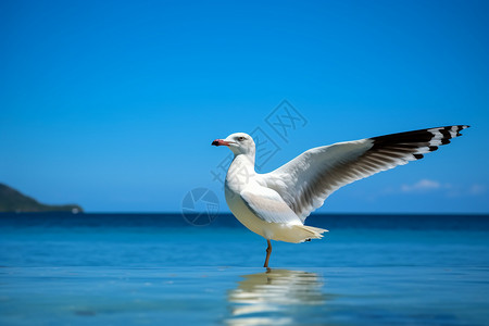 海岸边的海鸥图片