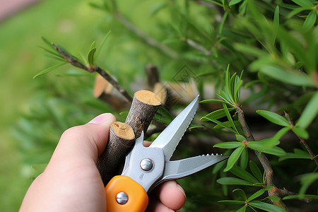 修剪树枝的园艺工人高清图片