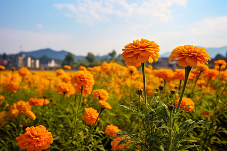 观赏花卉万寿菊背景图片