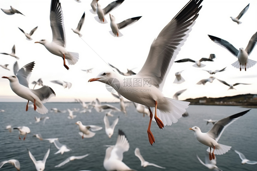 海边觅食的海鸥图片