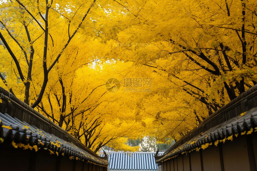 秋天美丽的银杏街道图片