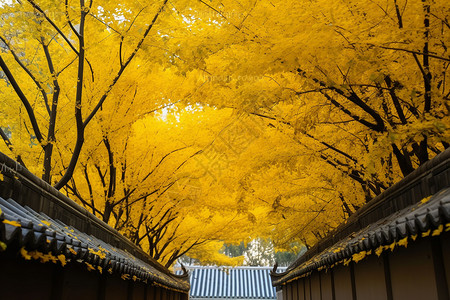 秋天美丽的银杏街道高清图片