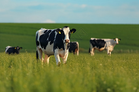 农村养殖场的牛群图片