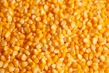 金黄色的玉米粒图片