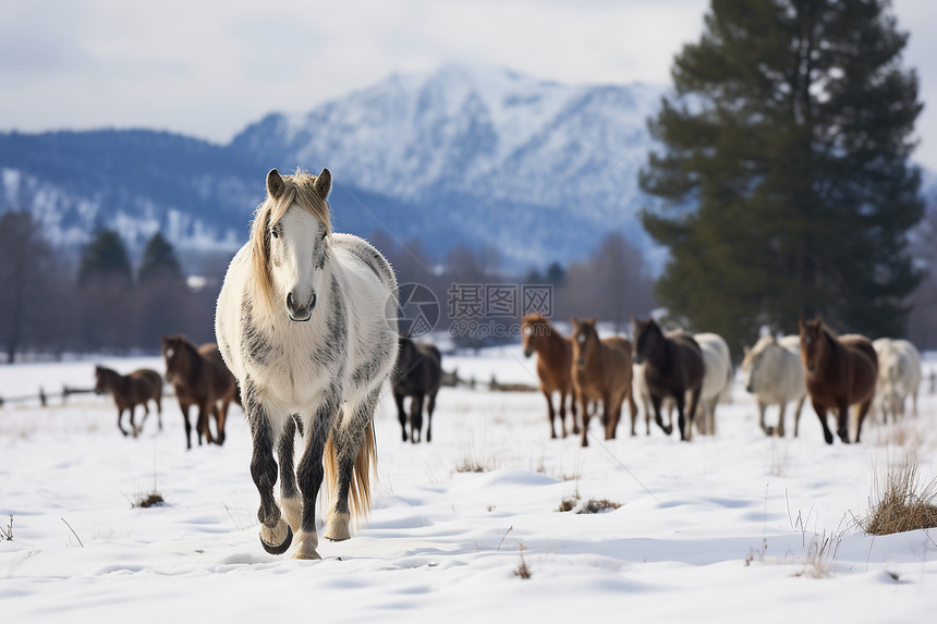 冬季的马群图片