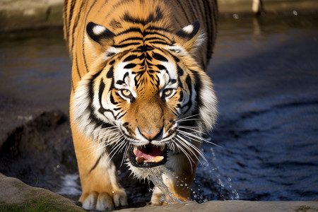 正在喝水的老虎图片