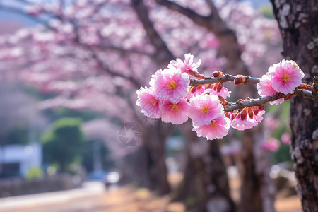 樱桃开花桃花背景