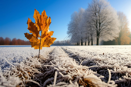 在雪地里伫立的落叶高清图片