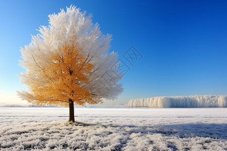 在雪地里伫立的树图片