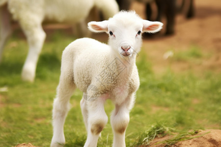 白色可爱的绵羊草地上的小羊羔背景