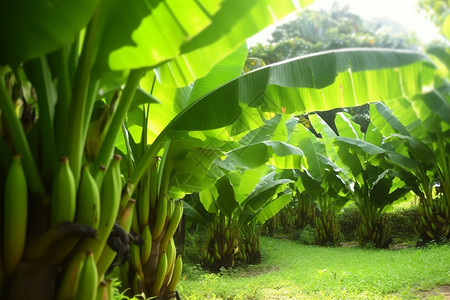 满园的香蕉树背景图片