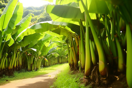 香蕉树园林图片