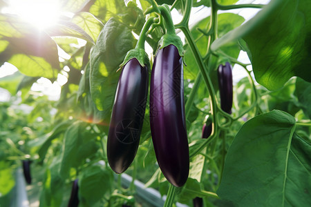 成熟的茄子蔬菜生产高清图片