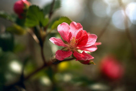 春季绽放的花朵图片