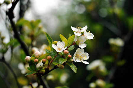 春季树枝上的花朵图片