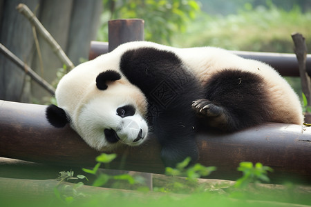 懒洋洋的大熊猫背景图片