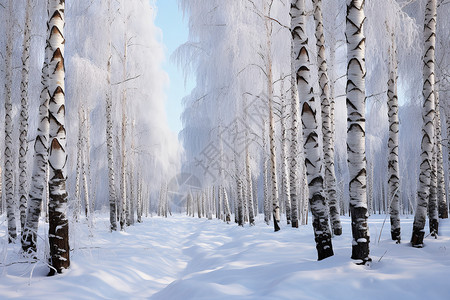 冰雪中的桦树林图片