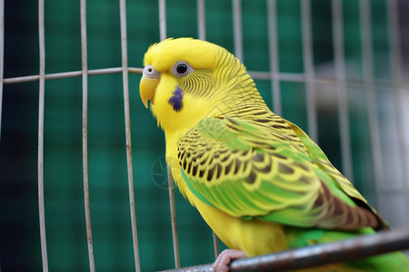 黄色鹦鹉金丝雀圈养高清图片