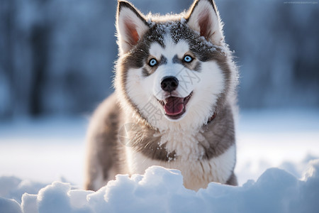 狗狗哈士奇雪地里的小哈士奇背景