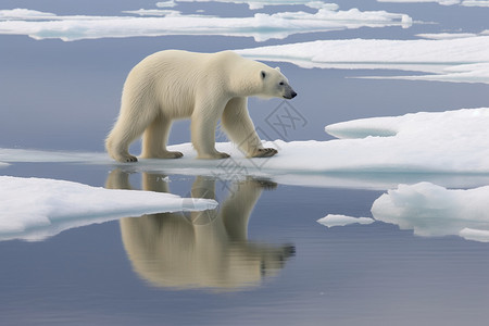 冰块上行走的北极熊高清图片