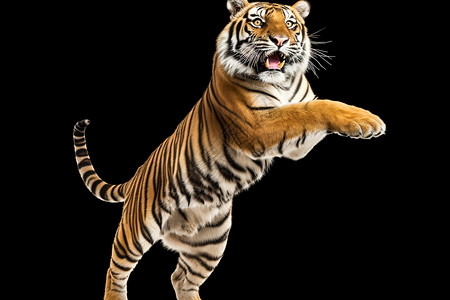 濒危野生动物凶猛的老虎插画