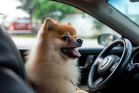 可爱修饰素材留在车子里的宠物狗背景