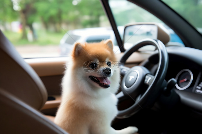 一直可爱的小狗待在车子里图片
