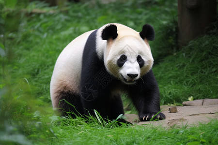 可爱的成年大熊猫图片