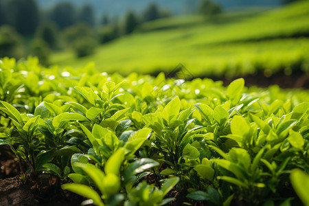 种植的新鲜茶树图片