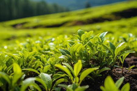 山丘中种植的茶树图片