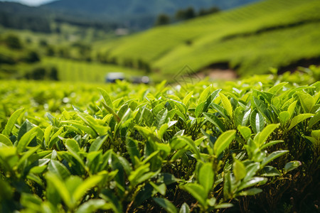 新鲜的农业茶树图片