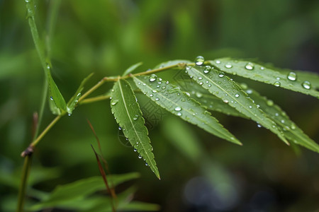 植物叶子上的露珠背景图片