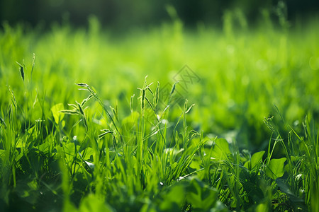 户外绿色的草甸背景图片