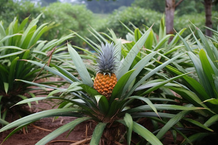 户外种植的水果菠萝高清图片