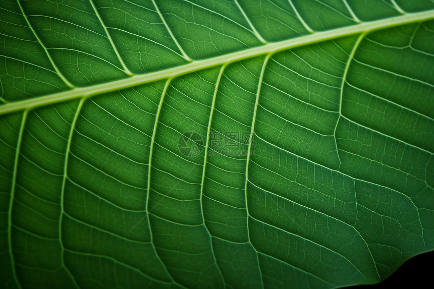 绿色的植物叶子图片