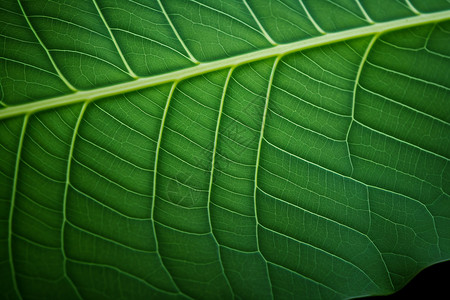 绿色的植物叶子图片