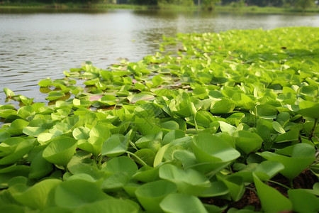 浮水植物水葫芦河流中绿色的水葫芦背景