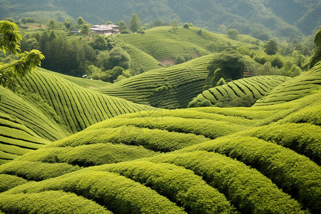 山脉中种植的茶树图片