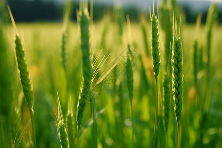 新鲜健康的小麦背景图片