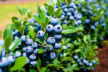 健康新鲜的蓝莓背景图片