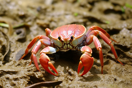红色螃蟹的图图片