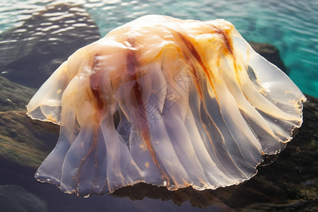 热带海洋的水母图片