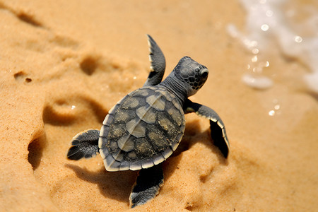 可爱海龟沙滩上的乌龟背景