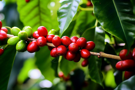 未成熟浆果未成熟的咖啡豆背景