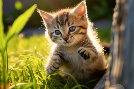 草地里的小猫图片