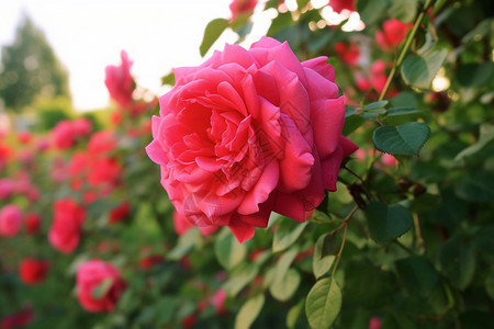 户外美丽的粉色玫瑰图片