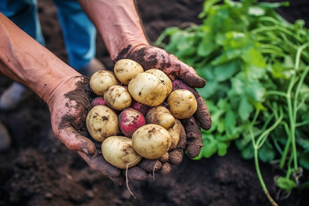 新鲜收获的土豆背景图片