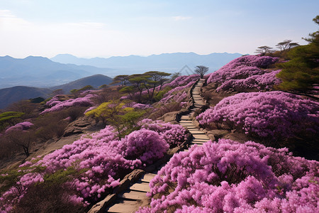 春天盛开的杜鹃花图片